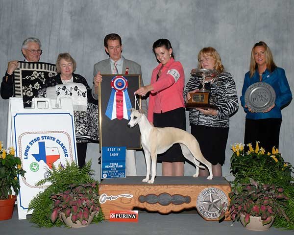 0 BEST IN SHOW - CH Sporting Field's Bahama Sands - Whippet.jpg - BEST IN SHOW - CH Sporting Field's Bahama Sands - Whippet