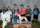 0 BEST IN SHOW - CH Sporting Field's Bahama Sands - Whippet