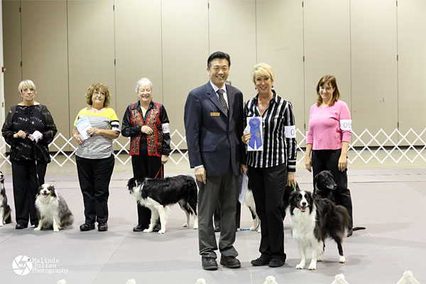 g-Open-B-1st-----OTCH-Compa.jpg - Open B 1st --- OTCH Companion's He Reigns In Victory UDX9 OGM - Border Collie --- Owner-Handler Victory Hulett