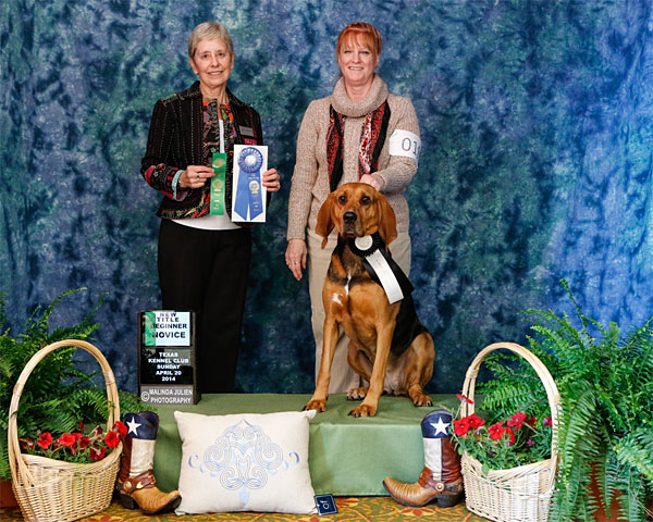 k-Beg-Nov-B-1st-----Gizmo-I.jpg - Beg Nov B 1st --- Gizmo Inventive Spirit - Bloodhound --- Owner-Handler Pamela Chrystal