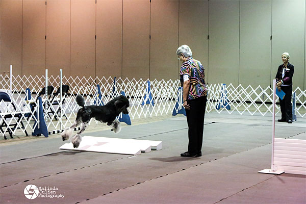 m-Pre-Open-1st----Smith-Pic.jpg -  Pre-Open 1st -- Smith Picasso's Pretty Picture THD BN CDX GN RE - Standard Poodle --- Owner-Handler Brenda Osborn