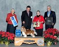 (5) TOY - GCH CH Miletree Northern Star at Shirmont - Cavalier King Charles Spaniel