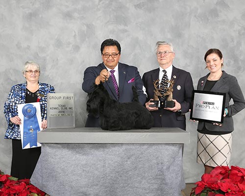07_Terrier-Group_GCHG-CH-Round-Town-Queen-Of-Hearts-Of-Maryscot-(B),---Scottish-Terrier.jpg - The Terrier Group: GCHG CH Round Town Queen Of Hearts Of Maryscot (B),   Scottish Terrier