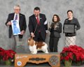 08_Toy-Group_GCHS-CH-Miletree-Perseus-at-Shirmont,--Cavalier-King-Charles-Spaniel