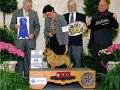 08_TERRIER - CH Birchbay Sir Galahad - Norwich Terrier