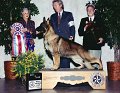 0 BEST IN SHOW - CH Windwalker's Leroy Brown - German Shepherd Dog
