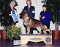 9 HERDING - CH Windwalker's Leroy Brown - German Shepherd Dog