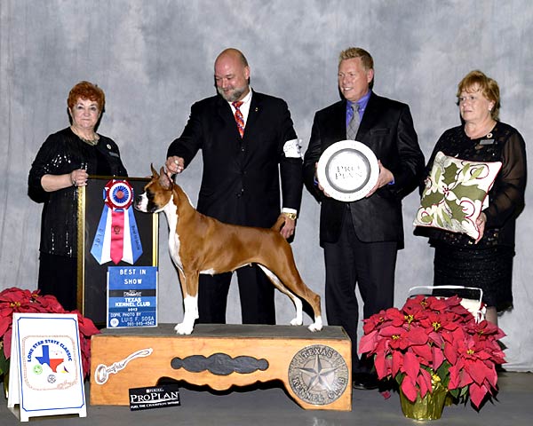1 - BEST IN SHOW - GCH CH Winfall I Dream of Style - Boxer.jpg -  BEST IN SHOW - GCH CH Winfall I Dream of Style - Boxer