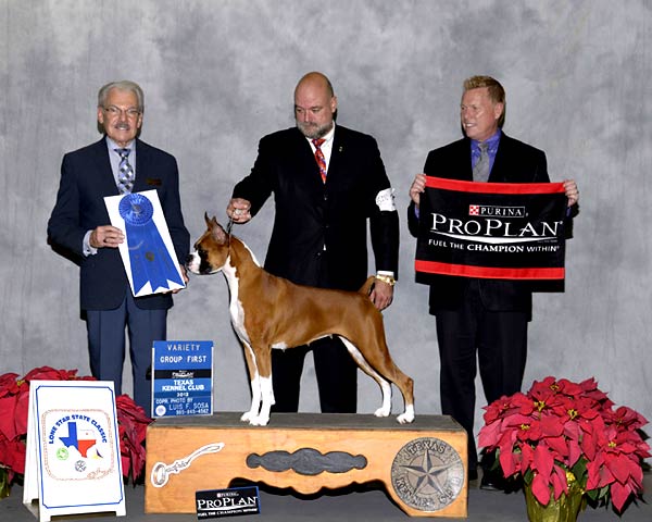 5 - WORKING GROUP - GCH CH Winfall I Dream of Style - Boxer.jpg - WORKING GROUP - GCH CH Winfall I Dream of Style - Boxer
