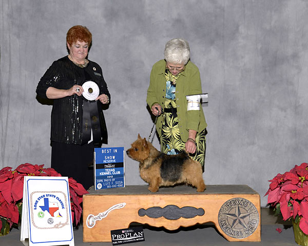 6 - TERRIER GROUP - GCH Skyscot's Texas Hold'em - Norwich Terrier.jpg - TERRIER GROUP - GCH Skyscot's Texas Hold'em - Norwich Terrier