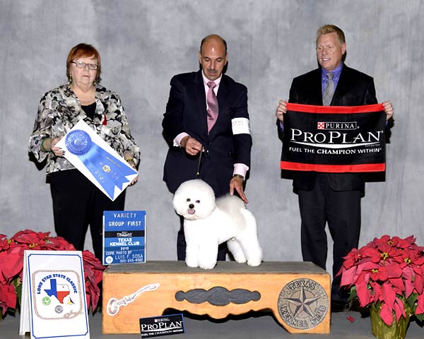 8 - NON-SPORTING GROUP - GCH CH Saks Winning Card - Bichon Frise.jpg -  NON-SPORTING GROUP - GCH CH Saks Winning Card - Bichon Frise