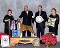 1 - BEST IN SHOW - GCH CH Winfall I Dream of Style - Boxer