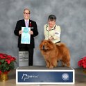 Non Sporting Group: GCH Desertmoon's Runs With Scissors - Chow Chows