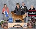 2 - SPORTING - GCH CH Shadowland's Paws For Applause At Tristar CD RA - Golden Retriever