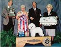 0 BEST IN SHOW - CH Special Times Just Right! - Bichon Frise
