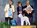 4 TERRIER - CH Willow Wind Tenure - Bedlington Terrier