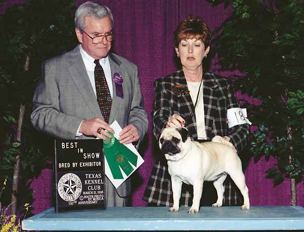 B-0 BEST IN SHOW - BRED BY EXHIBITOR - Ivanwold Katarina - Pug.jpg -  BEST IN SHOW - BRED BY EXHIBITOR - Ivanwold Katarina - Pug