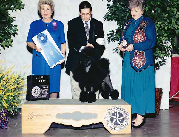 8 NON-SPORTING - CH Reignon Dassin Alexandra - Poodle (Miniature).jpg - NON-SPORTING - CH Reignon Dassin Alexandra - Poodle (Miniature)