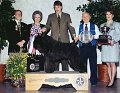 0 BEST IN SHOW - CH Terra's Too Hot To Handle - Bouvier des Flandre
