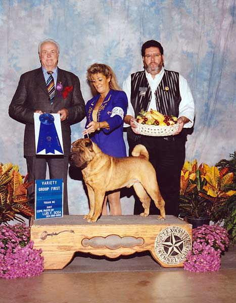 6 NON-SPORTING - CH Elite's It's Only Make Believe - Chinese Shar-Pei.jpg - NON-SPORTING - CH Elite's It's Only Make Believe - Chinese Shar-Pei
