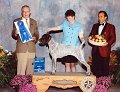 1 SPORTING - CH Ehrenvogel Top Of The Mark - German Shorthaired Pointer