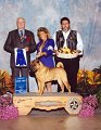 6 NON-SPORTING - CH Elite's It's Only Make Believe - Chinese Shar-Pei
