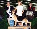 7 HERDING - CH Windwalker's Yes Virginia - German Shepherd Dog