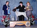 1 SPORTING - CH Ehrenvogel Top Of The Mark - German Shorthaired Pointer