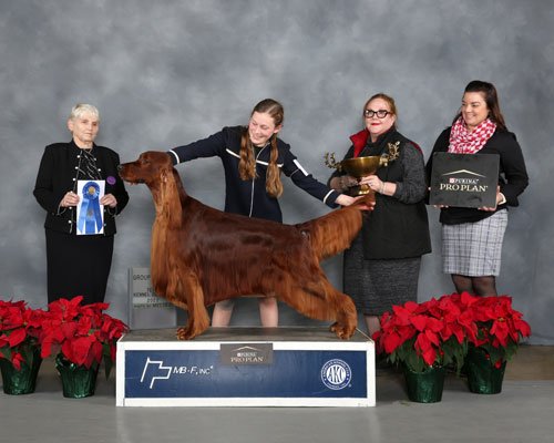 Sporting Group: 	GCHS CH Galewinns Bringing Down The House, Irish Setter
