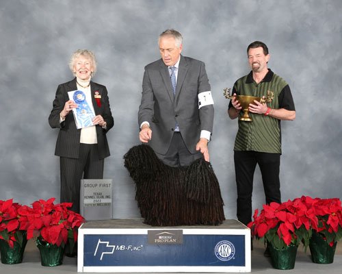 Herding Group: 	 GCHB CH Vadrozsa Stonybeck Meet Joe Black FDC CGCU TKI, Puli
